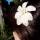 Simple lily hair pin