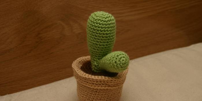 Cactus con maceta