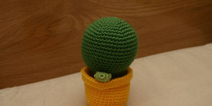 Cactus bolón con maceta amarilla