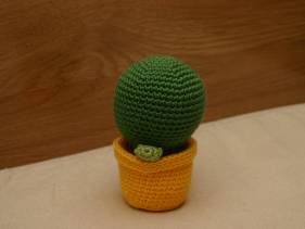 Cactus bolón con maceta amarilla