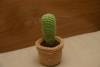 Cactus con maceta