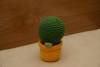 Cactus bolón con maceta amarilla