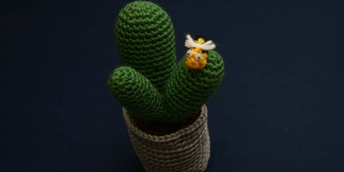 Cactus amigurimi con abejita