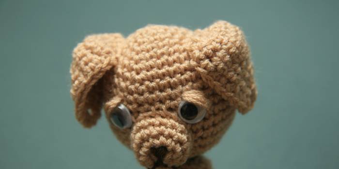Labrador amigurimi